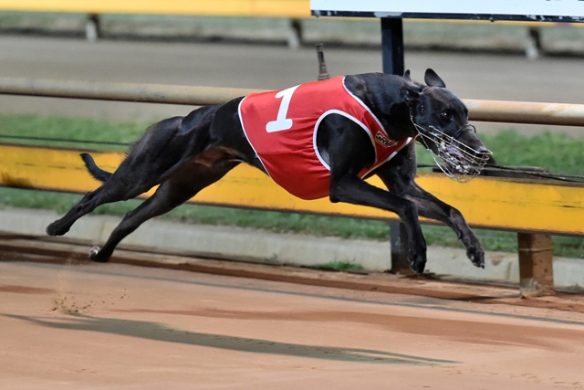 Geelong Cup Nite 086 - Race 8 winner