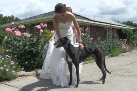 Hounds Help Owners Bowtie the Knot