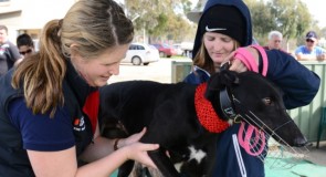 From Trouble to Treble as Errant Plastic Bag Wreaks Havoc at Geelong