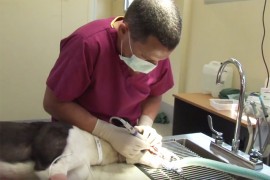 VIDEO: GAP Vet Clinic a Boost for Greyhound Welfare