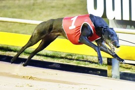Panther Strikes Group Glory