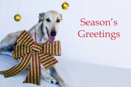 A Christmas Message from Greyhound Racing Victoria