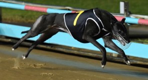 SANDOWN PREVIEW: Dyna Double One to step up in distance