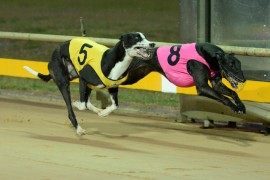 WARRAGUL CUP PREVIEW: Most exciting Cup for a while!