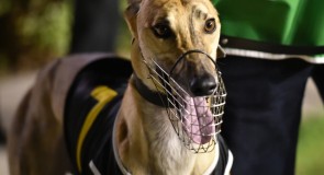 METRO WRAP: More distance just the tonic for Moreira