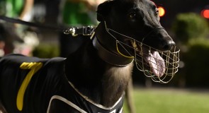 METRO WRAP: Silver Chief Semis among the Highlights