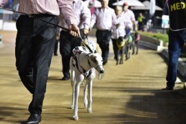 The Meadows Preview: Finding a Winner in the Australian Cup Heats