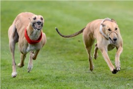 KAREN LEEK: ‘Coursing Improved My Young Dogs Out Of Sight’