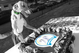 VIDEO: ‘Wonderful Story for the Greyhound’