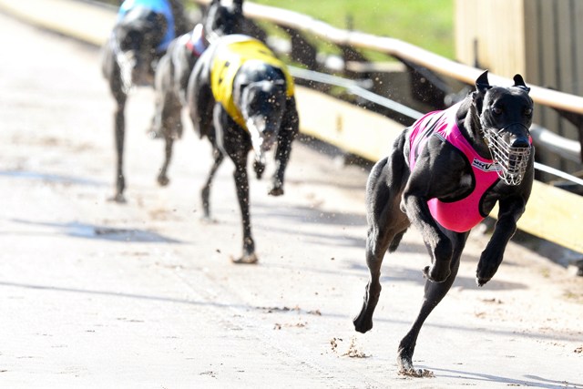 Horsham Cup Zambora Brockie The King Of The West Grv