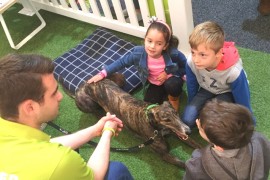 Greyhounds prove to be a calming influence at the Royal Melbourne Show