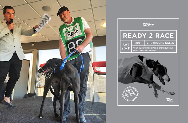 Racing greyhounds sales for sale