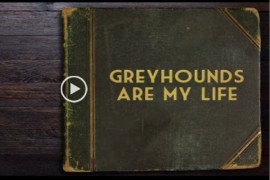 VIDEOS: Greyhounds Are My Life