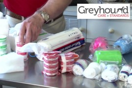 VIDEO: First Aid for greyhounds (Part 1) – Essential items you need in case of emergency