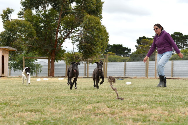 Janis Rinaldi throws a toy rope to a young pups to encourage them to chase.