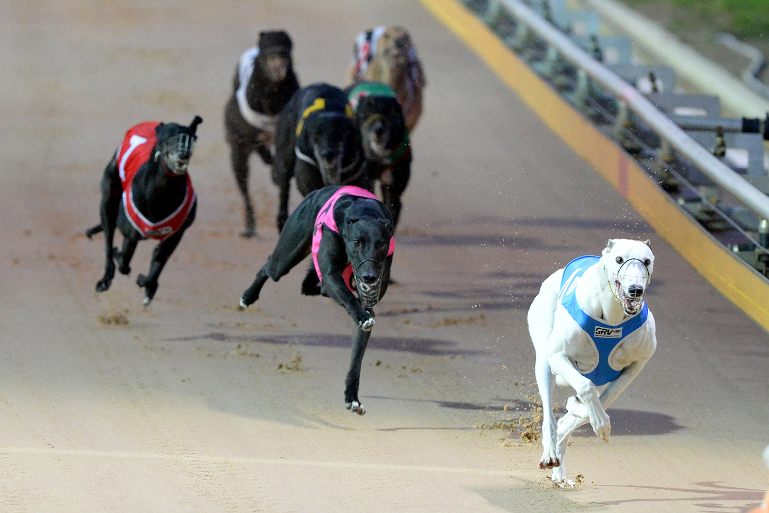 Friday Night Greyhound Racing Is Heading To Traralgon 