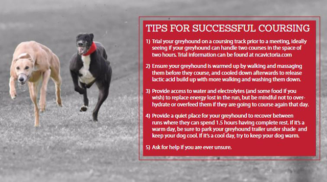 tips for successfull coursing