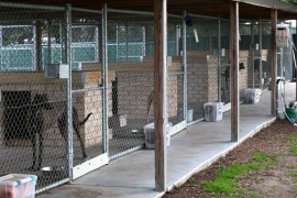 Kennel Cough FAQs
