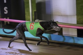 Mepunga ‘Blazes’ to Maturity glory