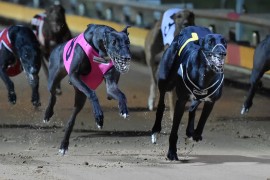 New Local Rules for greyhound racing in Victoria