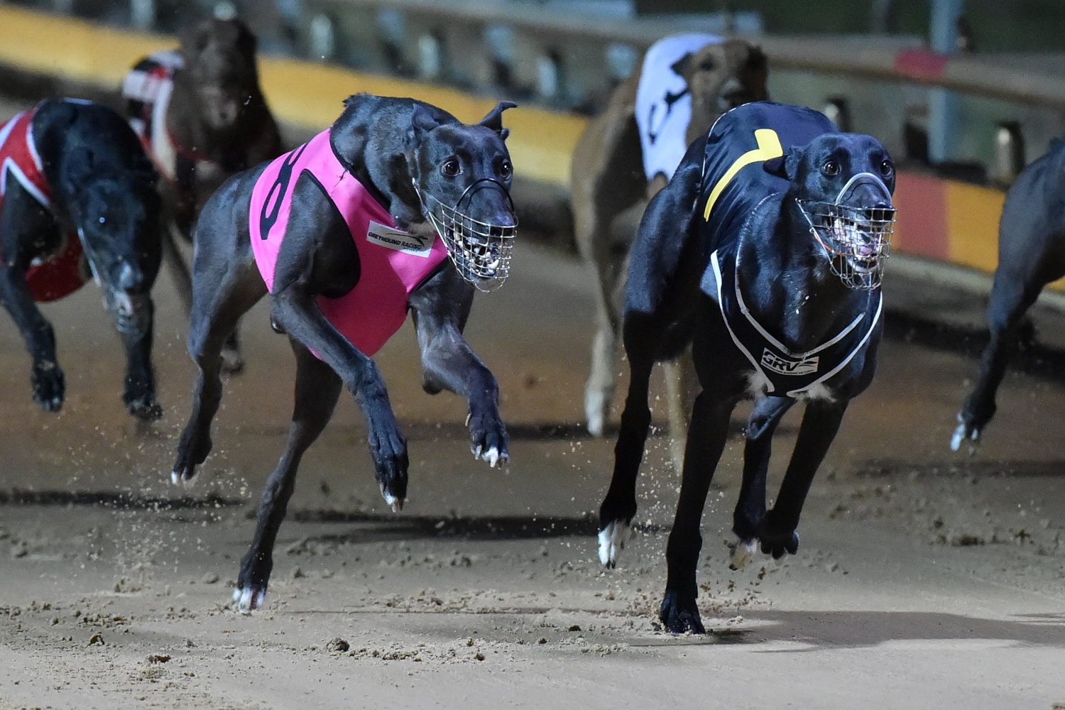 New Local Rules for greyhound racing in Victoria