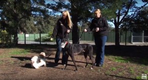 Racetrack stars do make great pets