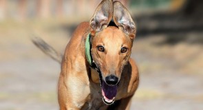 Record number of greyhounds adopted out in stellar year for Victorian Greyhound Racing