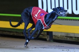 Favourite wins world’s richest greyhound race