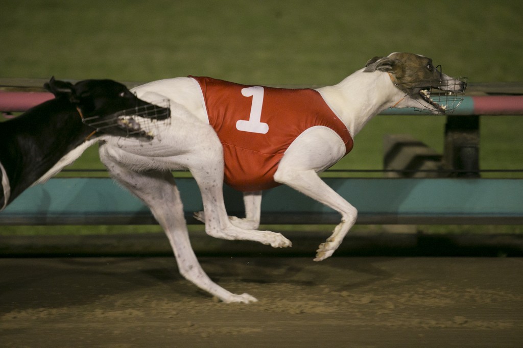 thompson kennels puppies for sale