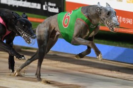 Bolt from the ‘Blue’ targets Traralgon glory
