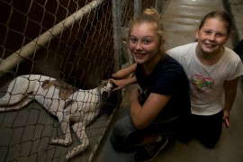 Record number of greyhounds adopted at GAP Seymour weekend