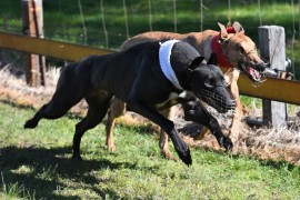 2017 Coursing Awards