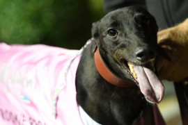 Fanta surpasses Dyna Double One in huge night for Vics in Sydney