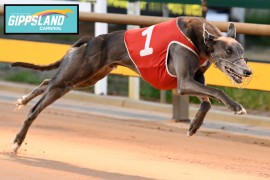 Traralgon Cup trio in box seat to climb leaderboard