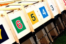 Have your say on Greyhounds Australasia’s Rule changes