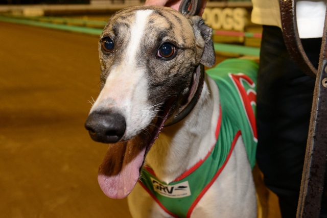 Rippin' Sam following his Super Stayers heat win at The Meadows during the 2018 Australian Cup Carnival