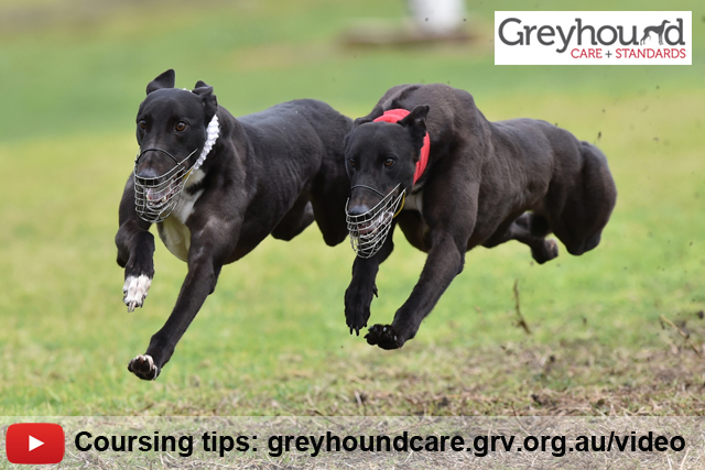 Greyhound Coursing tips