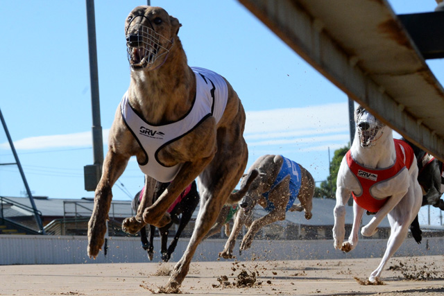 greyhound racing prize money
