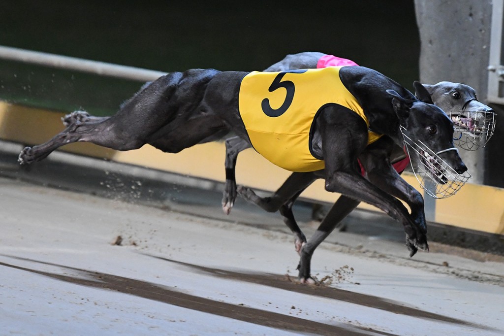 Striker Light defeats Zoom Out in a thrilling Warrnambool Cup.
