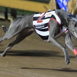 Vanderworp wins the Bendigo Cup