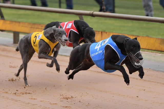 Kouta Mayhem charges to the finish line with Zoom Out (5) and Dyna Hunter (1) in pursuit.