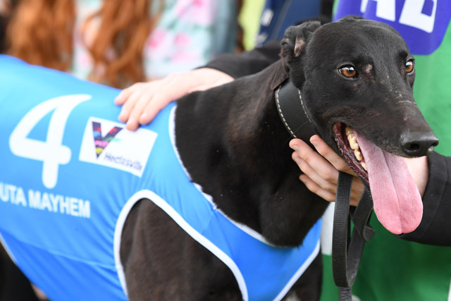 Kouta Mayhem was as proud as punch after his first group win.
