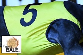 $10,000 raised as yellow dog makes hay