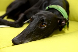 GAP Adoption Day – Sandown Park