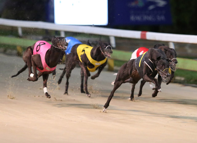 My American Girl winning her heat of the SA Oaks. Photo credits Kurt Donsberg Photography (https://www.facebook.com/kdgreyhoundphotography/)