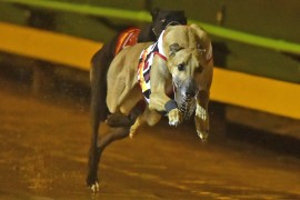Speed Star: Head-to-head greyhound racing returns to Sandown this Sunday
