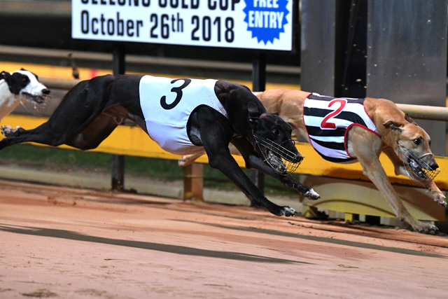 Aston Kimetto (3) and Orson Allen (2) battle it out in a titanic finish to the Pet Panels Geelong Gold Cup.