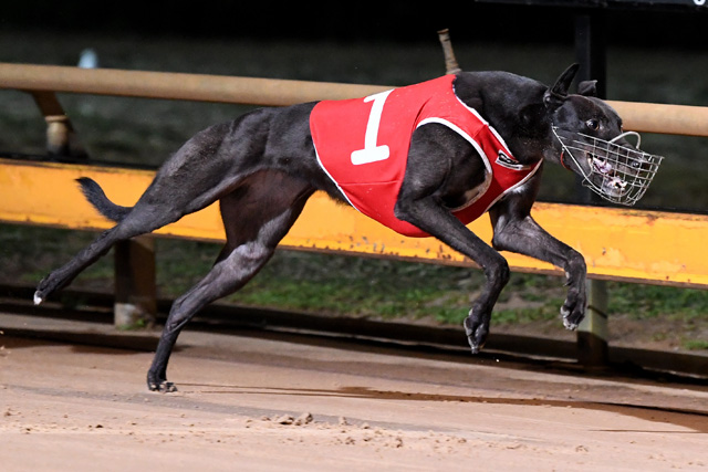 Mepunga Bella (Jeff Britton) takes out the $6,300 to-the-winner Geelong Oaks in 29.91sec.