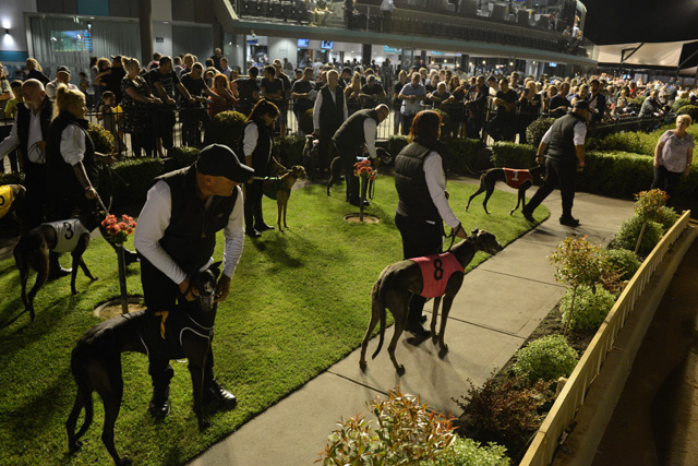 The huge crowd got a glimpse of the Hume Cup finalists pre-race.