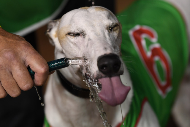 Poke The Bear enjoys a drink after his come-from-behind win.